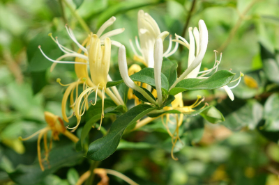 Как обрезать жимолость осенью, чтобы получить хороший урожай весной