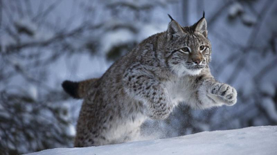 В поисках экологической гармонии: увеличение нарушений и возможные шаги