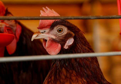 В Германии из-за вспышки птичьего гриппа было уничтожено свыше 500 тысяч птиц