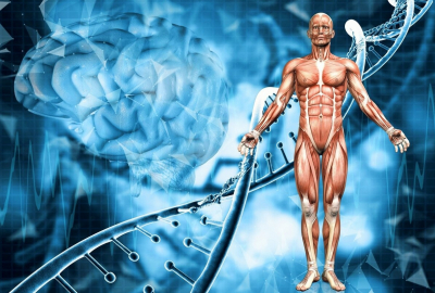 Супергены. Геном определяет всё - от анатомии до полового поведения и выживания