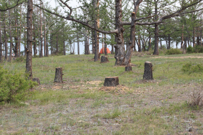 Охрана Байкальской природной территории и санитарные рубки: комплексный доклад Рослесхоза