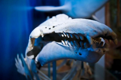 Бабродвиж в Красноярске: игра «Путешествие по краю», мастер-класс «Подсвечник-ангел» и спектакль «Продавец дождя»